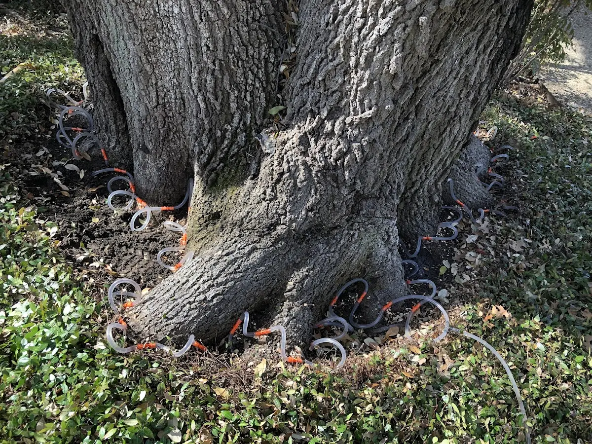 Detailed Tree Cabling and Bracing job site in Paul