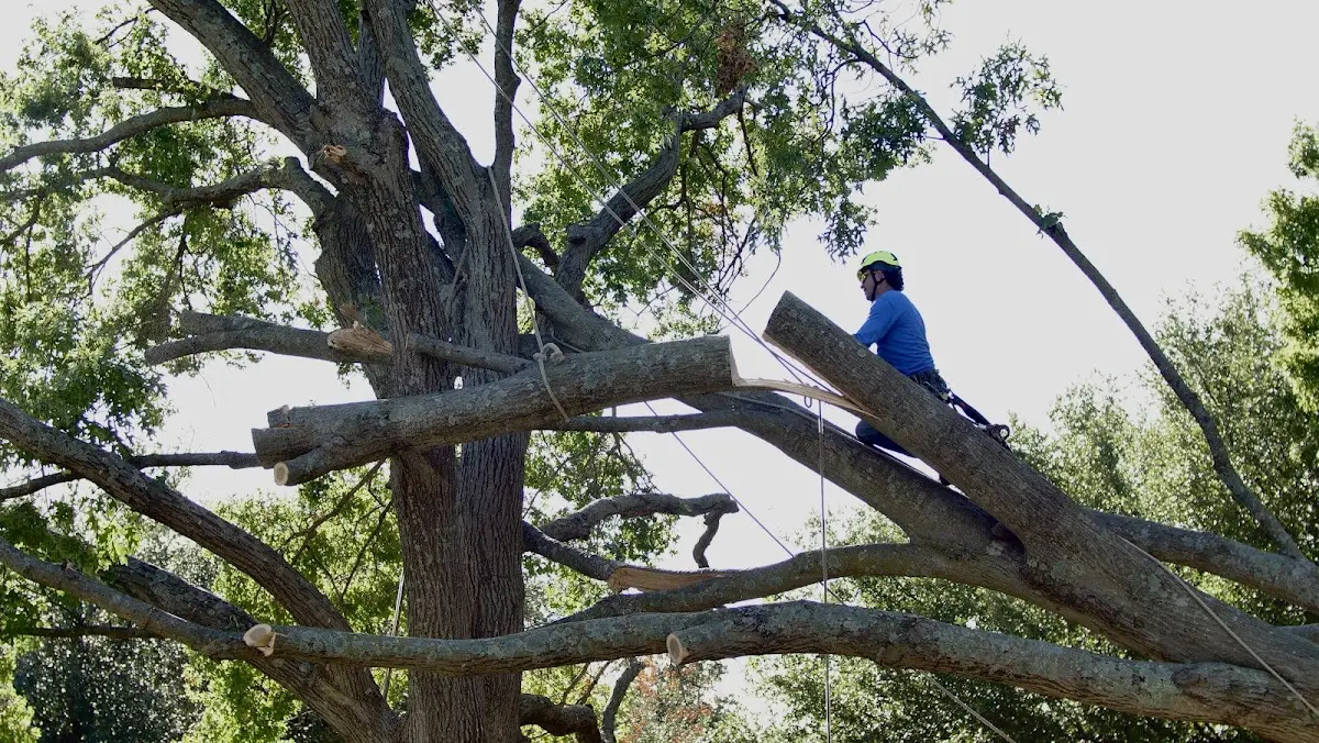 Professional Crown Thinning performed by certified arborists in Paul